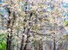 USA-Washington State-Fall City wild cherry springtime blooming Art Print